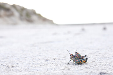 Unusual colorful insects