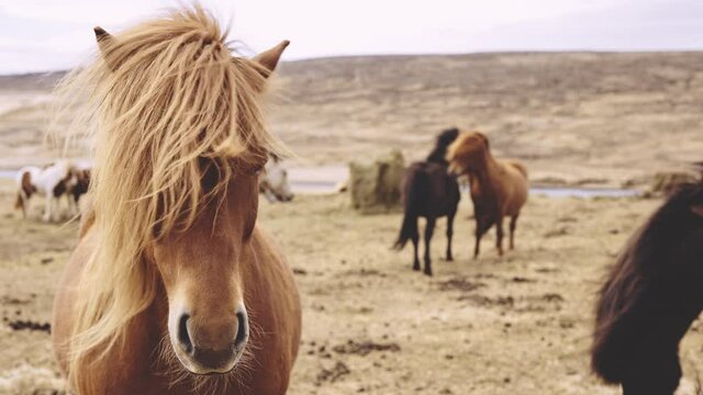 Windswept Icelandic Horses Looking At Camera