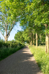 Walkway Lane Path With Green Trees in Forest. Beautiful Alley, road In Park. Way Through Summer Forest.