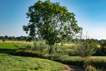 Dutch sunny Summer landscape with green grass and blue sky