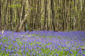 Beautiful bluebell forest in full bloom 