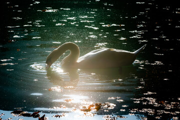 光の白鳥