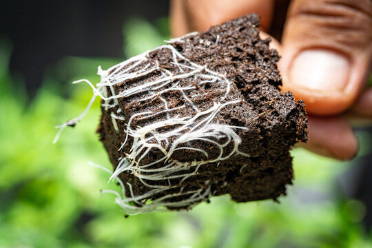 Cannabis Roots