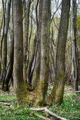 Tall coppiced trees in a woodland in Kent, England, UK.