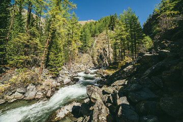 Fototapeta na wymiar Scenic alpine landscape with powerful mountain river in forest among rocks in sunshine. Vivid autumn scenery with beautiful river in mountains in sunny day. Rapids on turbulent river near rocky wall.