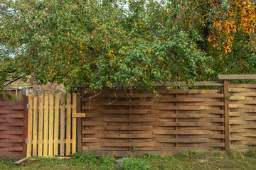 Vivid autumn nature background with beautiful green and yellow leaves and red small apples of apple...