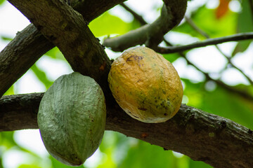 green and yellow cocoa on top of the tree