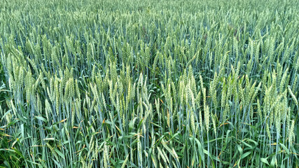 Abstract green wheat background close-up. Fields, bloom