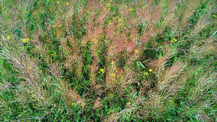 Wildflowers in the meadow.