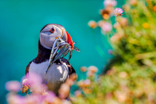 Puffin (Fratercula arctica) with beek full of eels on its way to nesting burrow in breeding colony in Iceland 