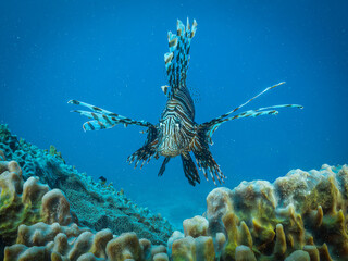 Lion Fish at reef