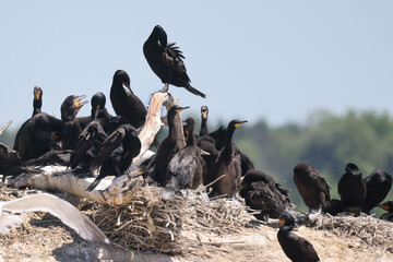 Cormorant Rookery in bright sunny day in the middle of the lake on small rocky island

