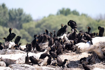 Obraz premium Cormorant Rookery in bright sunny day in the middle of the lake on small rocky island 