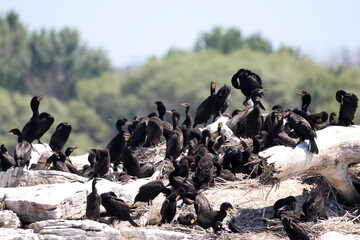 Cormorant Rookery in bright sunny day in the middle of the lake on small rocky island
