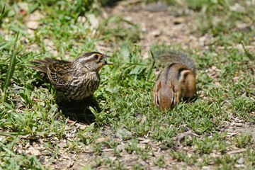 Red Winged Blackbird fighting squirrel fro share of birdfeeder or eating on the ground with a chipmunk
