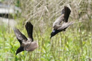 Grackles flying off feeder in bright sun