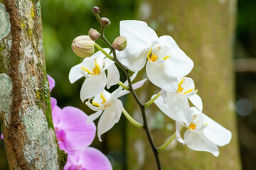 orchids of different colors