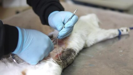 Neutering, sterilization of a cat close-up. End of abdominal surgery, vet using stitches to sew the soft tissues of the abdomen