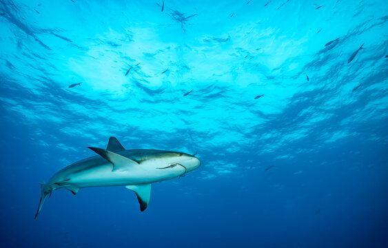 Surrounded By Sharks