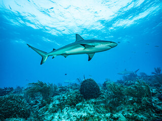 Fototapeta na wymiar Surrounded by sharks