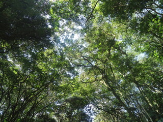 El bosque hermoso