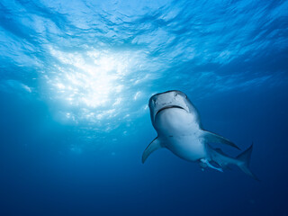 Face to face with a great tiger shark