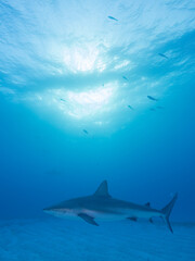 Obraz premium Surrounded by sharks