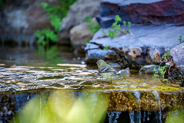 A Lesser Goldfinch wading in a small stream