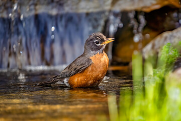 An American robin in a creek ready to take a bath