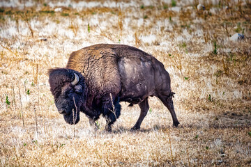 A large bull American bison portrait