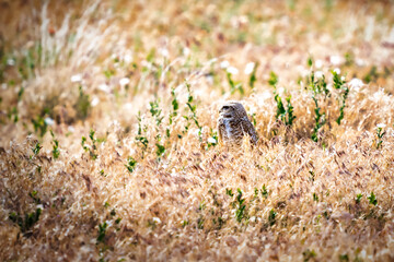 A Burrowing Owl portrait in a desert field