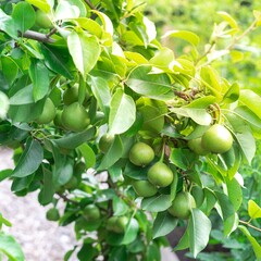 Look up view load of pear fruit on tree branch at homestead farm orchard near Dallas, Texas, USA