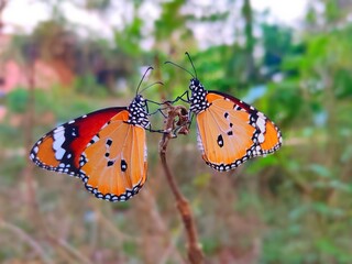 Two Butterfly sitting on branch. Plain tiger, African queen, African monarch, Common tiger butterfly, Danaus genutia