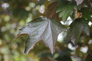 Maple Leaf