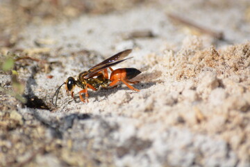 Great Golden Digger Wasp Working on Digging Nest in Sand