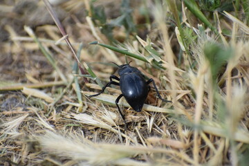 Tiny Beetle Surviving