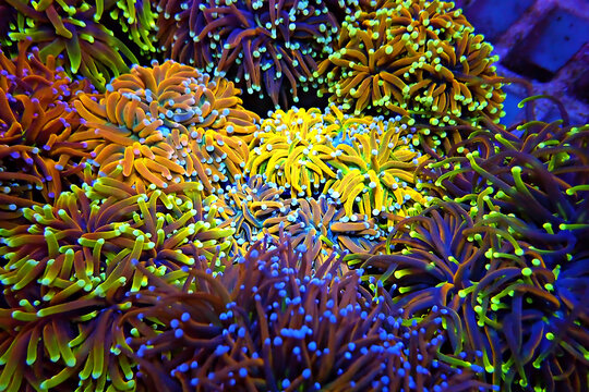 Isolated Rare 24k Golden Torch LPS coral - Euphyllia Glabrescens