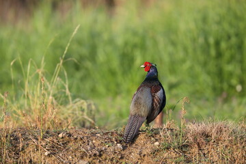 Japanese Green Pheasant (Phasianus versicolor) male in Japan