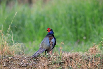 Japanese Green Pheasant (Phasianus versicolor) male in Japan
