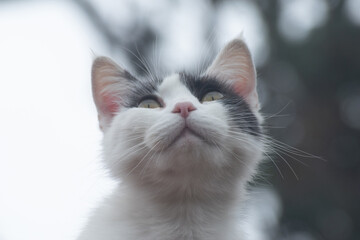 white cat portrait