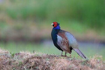 Japanese Green Pheasant (Phasianus versicolor) male in Japan