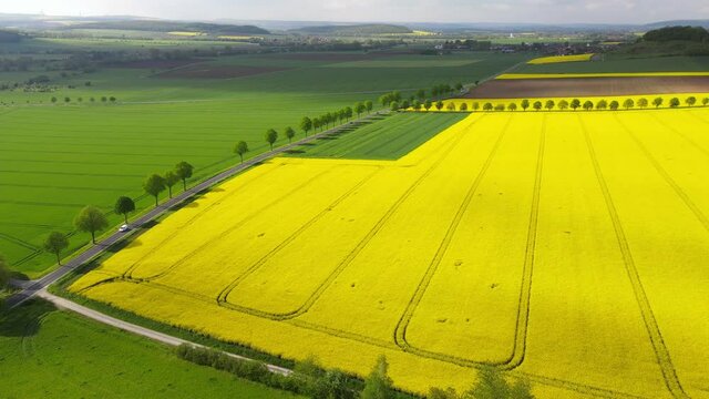 A rone shot of yellow rape fields with a country road and beautiful landscape in Friedland, Lower Saxony, Germany