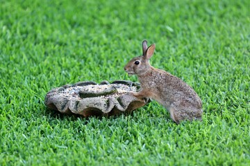 Rabbit having Lunch