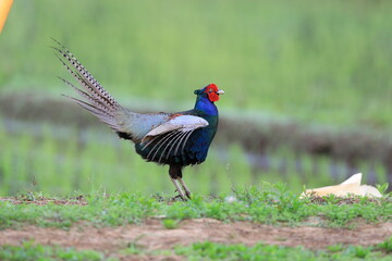 Japanese Green Pheasant (Phasianus versicolor) male in Japan