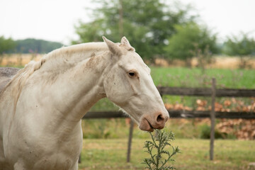 Obraz premium horse in the field