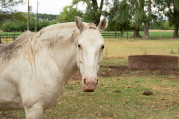 Obraz premium horse in the field