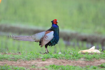 Japanese Green Pheasant (Phasianus versicolor) male in Japan