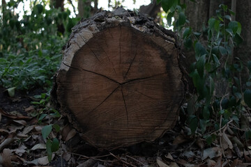 cut trunk