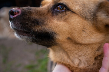 german shepherd dog