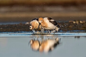 ducks swimming in the lake